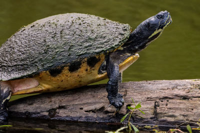 Yellow-bellied slider turtle with attitude side view close-up