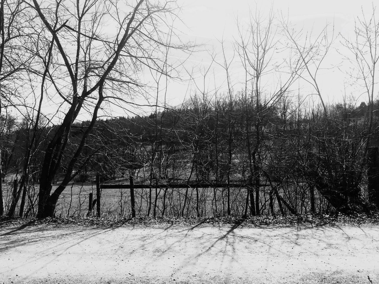 TREES ON FIELD AGAINST SKY DURING WINTER