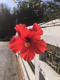 Close-up of red hibiscus flower