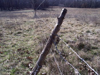 Dead tree on field in forest