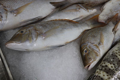 High angle view of fish for sale in market