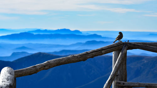 Bird perching on wooden post against sky