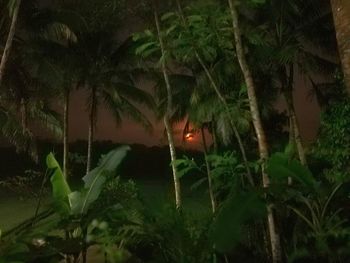 Close-up of illuminated plants against sky at night