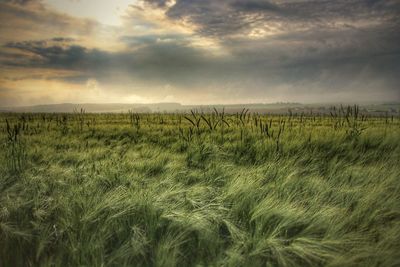 Crops growing on field against sky