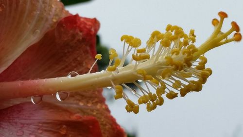 Close-up of hand holding flower