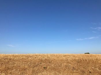 Scenic view of field against blue sky