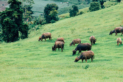 Horses grazing in a field