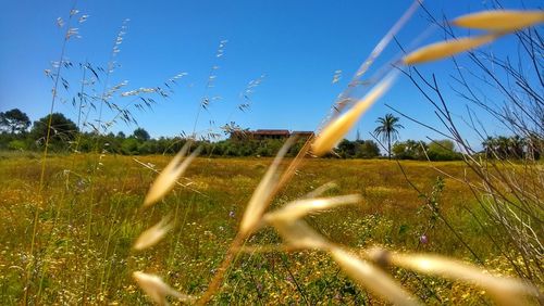 Plants on field against clear blue sky