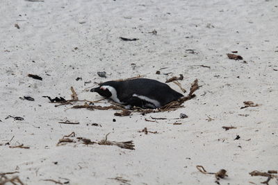 High angle view of bird on sand