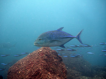 Close-up of fish swimming in sea