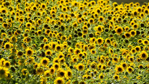 Macro shot of sunflower