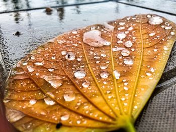 Close-up of raindrops on leaves