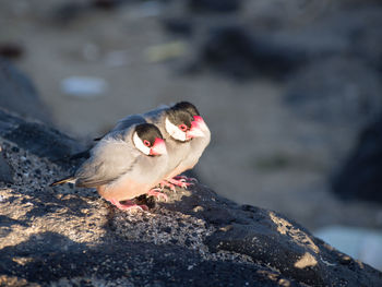 Close-up of bird perching on rock