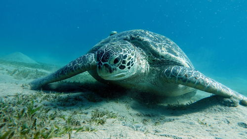 Turtle swimming in sea