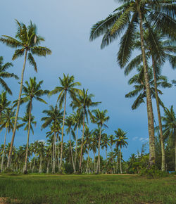 Palm trees on field against sky