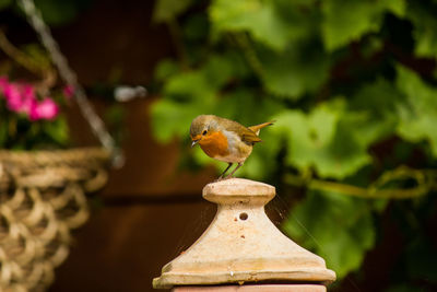 Close-up of bird perching on a plant