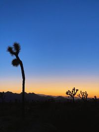 Low angle view of palm tree against clear sky during sunset