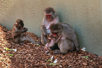 Monkeys in a high angle view of an animal