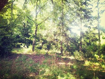 Trees in forest