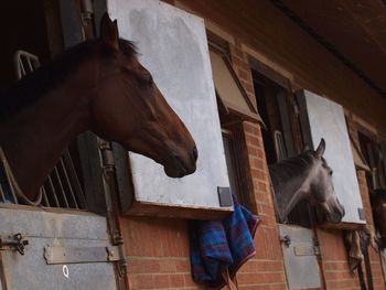 Low angle view of horse in stable