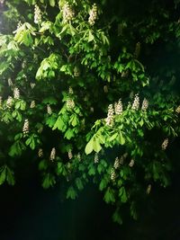 Plants growing on a tree