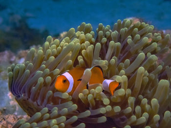 The common or false clownfish in an anemone in el nido, palawan