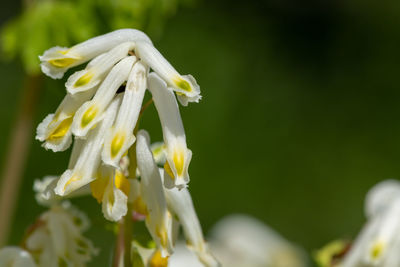 Close-up of white flowering plant