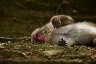 Sheep resting in a field