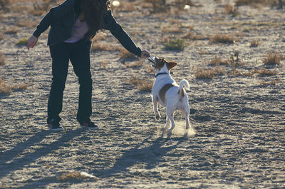 Low section of woman playing with dog at beach