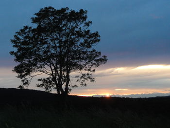 Silhouette of trees on landscape at sunset