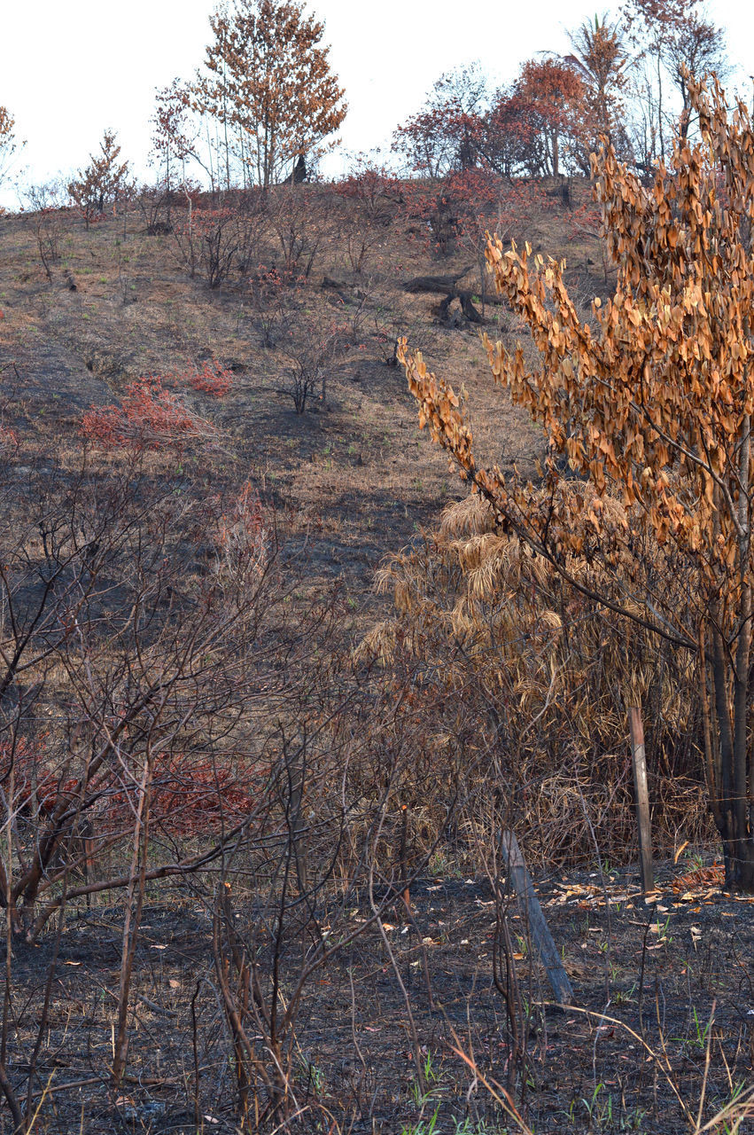 VIEW OF BARE TREES IN FIELD