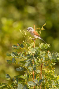 Bird perching on a tree