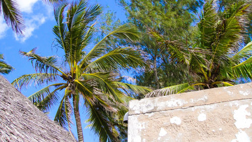 Low angle view of palm trees against sky