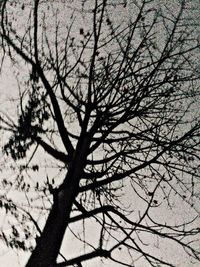 Low angle view of bare tree against sky