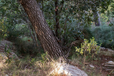 Scenic view of forest