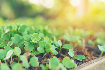 Close-up of plants growing on field