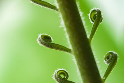 Close-up of green caterpillar on plant