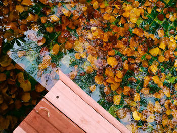 Close-up of yellow flowers on autumn leaves