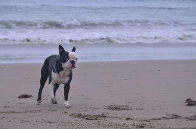 Dog on beach against sea