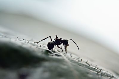 Close-up of ant on surface