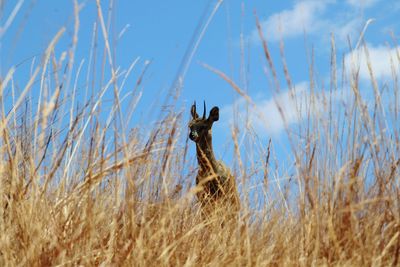 Grass in a field