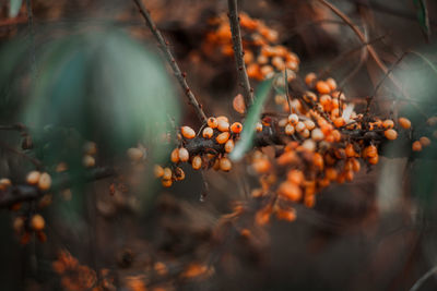 Close-up of berries growing on tree