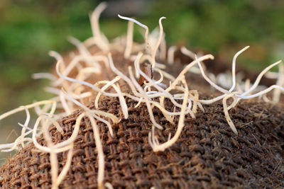 Close-up of dead plant on field