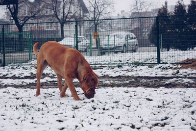 Horse on snow field