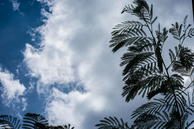 Low angle view of coconut palm tree against sky