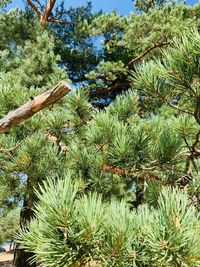 Low angle view of pine tree