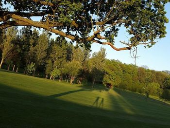 Trees in park