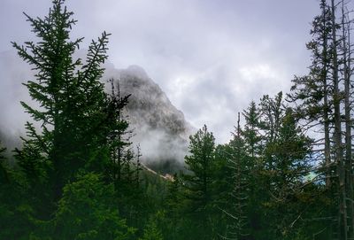 Low angle view of trees against cloudy sky