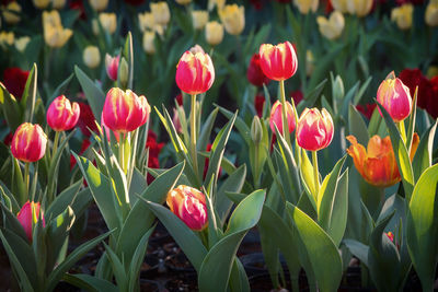 Close-up of red tulip flowers in field