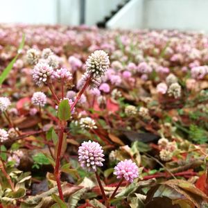 Close-up of pink flowers blooming outdoors